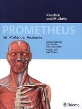 Prometheus lernposter anatomie gebraucht kaufen  Berlin
