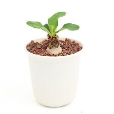 Euphorbia ramena 7.8cm for sale  LONDON