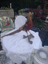 Used, Antique Taxidermy Golden Chinese Pheasant on branch  for sale  BRIDGEND