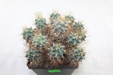 Turbinicarpus pseudomacrochele GIANT 13,5 cm aztekium uebelmannia MARcacti na sprzedaż  PL