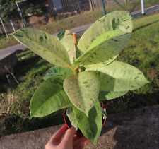 Ficus schrijveriana moonshine gebraucht kaufen  Rudolstadt