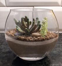 Faux succulents glass for sale  UK