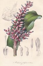 Aechmea Fulgens Brazil Brazil flowers flowers botany botanical litho houtte 1845 for sale  Shipping to South Africa