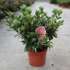 Rhododendron plant ardeur for sale  IPSWICH