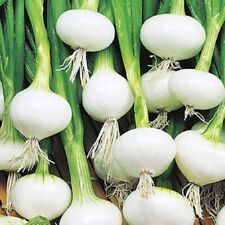 Barletta onion seeds for sale  Minneapolis