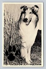 Used, 1956 Campbell Soup Lassie Collie Dog Name Lassies' Puppies Contest Postcard  for sale  Shipping to Canada