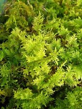 Live moss many for sale  HAWICK