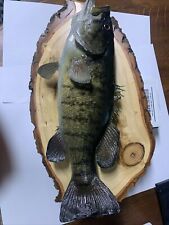 Small mouth bass for sale  Divide