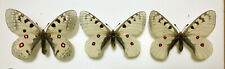 PARNASSIUS SACERDOS HANSI*** TRIO Nr. 1 ****ITALY/border Austria for sale  Shipping to South Africa