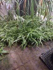 Live spider plants for sale  Waynesboro