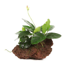 Anubias lava rock for sale  GLASGOW