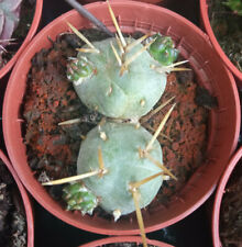 Maihueniopsis subterranea 5 cms aprox Planta joven Suculenta de colección cactus segunda mano  Alfafar