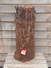 Dicksonia antarctica 2ft for sale  YORK