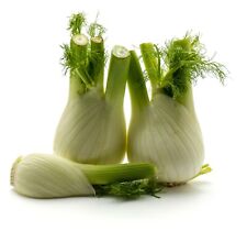 Vegetable fennel sweet for sale  WREXHAM