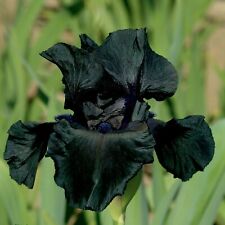 Black suited iris for sale  Summerville