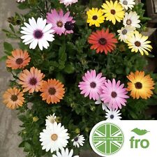 Flower african daisy for sale  MANCHESTER