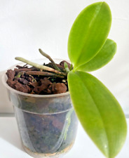 Rare phalaenopsis pulchra for sale  UPMINSTER