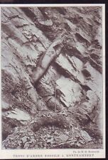 1908 tronc arbre d'occasion  Les Sables-d'Olonne