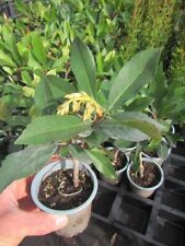 Eriobotrya japonica coppertone gebraucht kaufen  Wuppertal