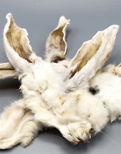 1kg rabbit ears for sale  NEWPORT