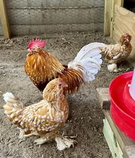 Belgian uccle hatching for sale  High Springs