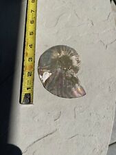 Large ammonite fossil for sale  Castaic