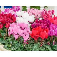 Mixed colour cyclamen for sale  Shipping to Ireland