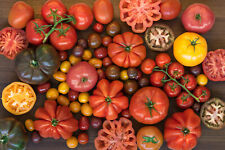 Varieties tomato bare for sale  FELTHAM