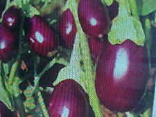 Seeds miniature eggplant for sale  Lubbock