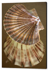 Seashell large wall for sale  High Point