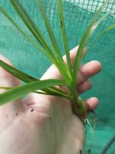 Ponytail palm live for sale  Lyons