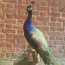 Peacock antique taxidermied for sale  POTTERS BAR