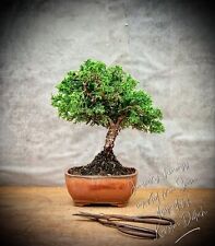 japanischer bonsai gebraucht kaufen  Golßen