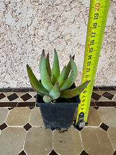 Aloe Vryheidensis for sale  Shipping to South Africa