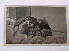 Vintage postcard sheepdog for sale  CARLISLE