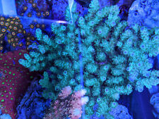 Coral frags live for sale  Wake Forest