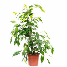 Fico di betulla ""Forever"" - Ficus benjamini - altezza circa 75 cm, pentola-Ø 17 cm, usato usato  Spedire a Italy
