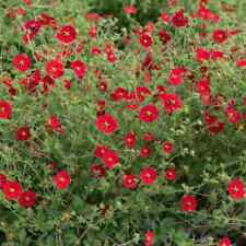 Scarlet cinquefoil perennial for sale  Sevierville