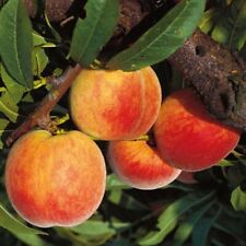Pfirsichbaum dixired süßer gebraucht kaufen  Detm.-Nienhagen,-Loßbruch