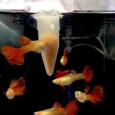 5pcs automatic fish for sale  Shipping to Ireland