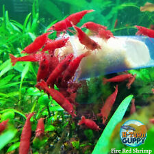 10+1 Fire Red Cherry - Freshwater Neocaridina Aquarium Shrimp. Live Guarantee for sale  Katy
