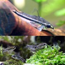 Pygmy cory corydoras for sale  LONDON