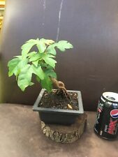 Field maple acer campestre outdoor bonsai  actual tree In Plastic Trainer Pot for sale  BIRMINGHAM