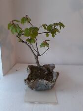 bonsai gestalten gebraucht kaufen  Südharz