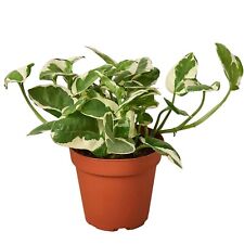 Pothos njoy inch for sale  Tampa