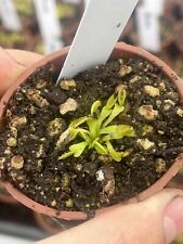 Venus flytrap alien for sale  GRIMSBY