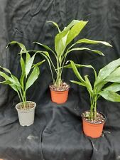 Blattpflanze aspidistra gebraucht kaufen  Lichtentanne