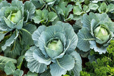 Seasons cabbage 250 for sale  Berwyn