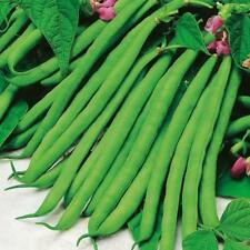 Dwarf french bean for sale  UK