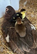 Purebred fertile muscovy for sale  Independence